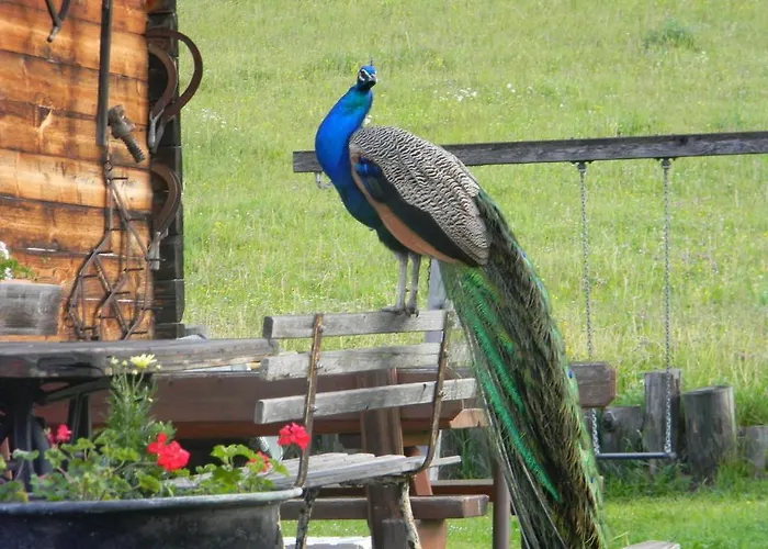 Hüttenferien Köberlhof Chalet